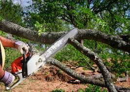  Surgoinsville, TN Tree Services Pros